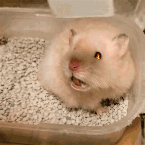 cute hamster gif|funny hamster gifs.